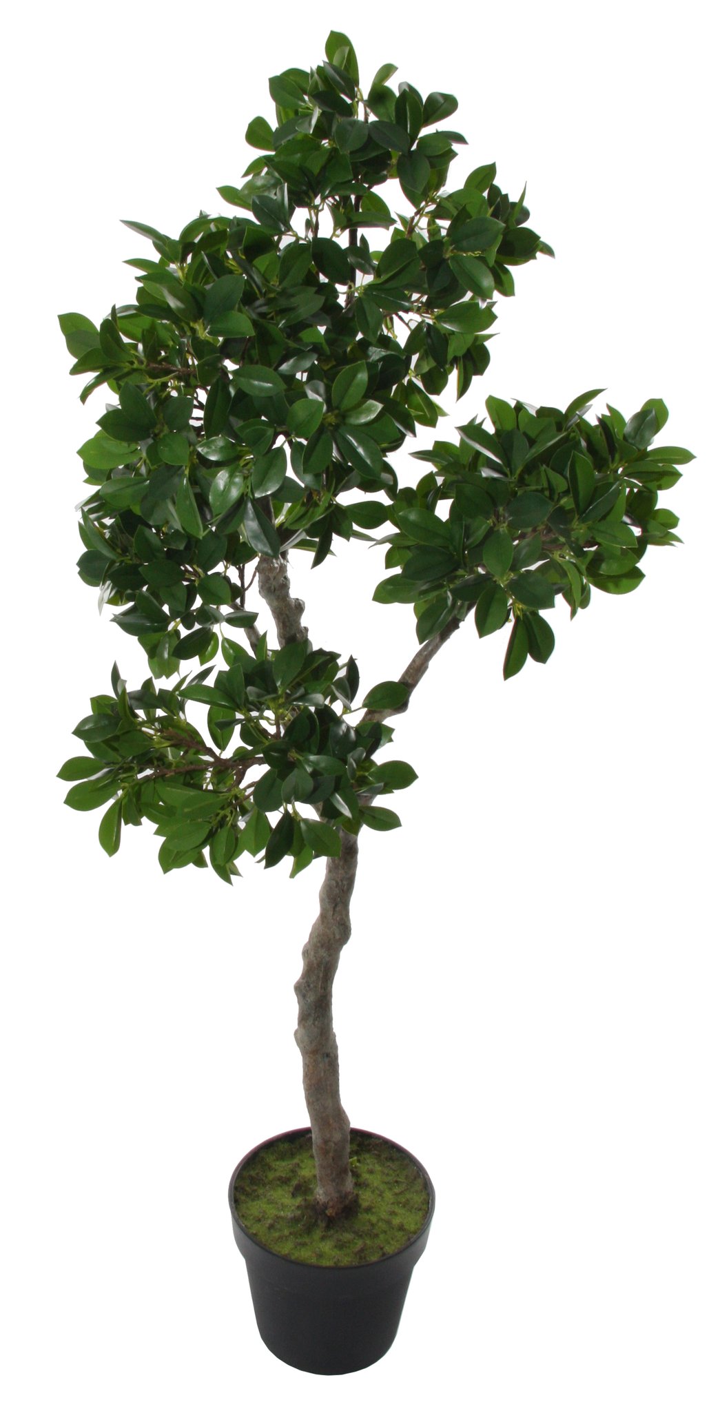 shishi Bonsai potted 118cm | Home & Garden