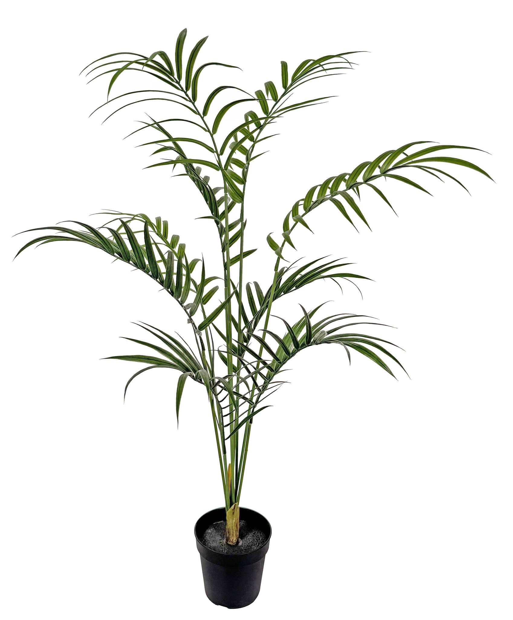 good small indoor plants Popular Houseplant 12-pack: Easy Plant Variety Pack  Cute & Unique Pl   Altman Plants